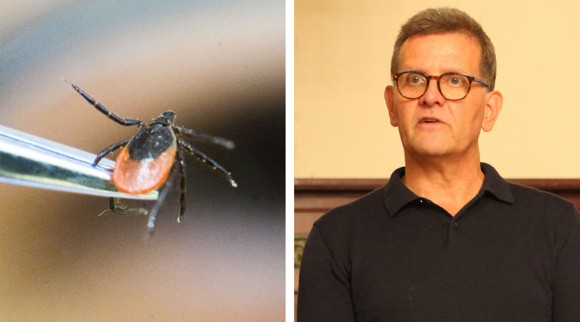 TBE virus transmitted by ticks in Schaumburg: Doctor assesses real risk